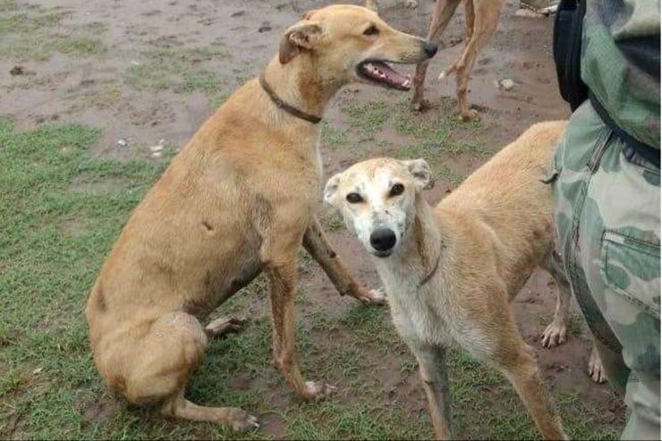 LIBERARON MÁS DE 30 GALGOS UTILIZADOS PARA CARRERAS CLANDESTINAS EN MERLO