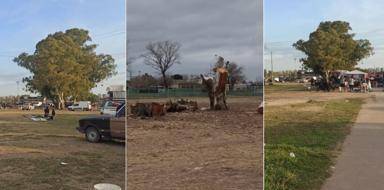 Vecinos de la localidad de Mariano Acosta piden terminar con la tala de árboles 